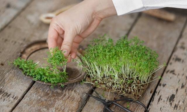 Rzeżucha nie tylko na Wielkanoc. To babciny środek na niestrawność i pasożyty układu pokarmowego. Zobacz, jak sadzić rzeżuchę i ile rośnie