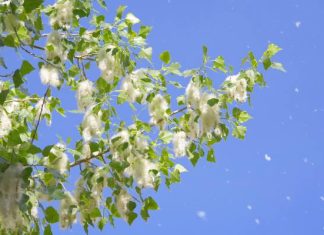 Co teraz pyli? Kalendarz pylenia na marzec 2024. Wraz z wiosną może dopaść cię uczulenie. Zobacz, jakie drzewa pylą w marcu najbardziej?