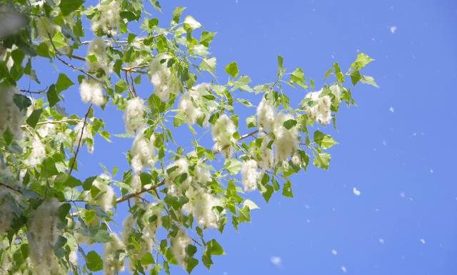 Co teraz pyli? Kalendarz pylenia na marzec 2024. Wraz z wiosną może dopaść cię uczulenie. Zobacz, jakie drzewa pylą w marcu najbardziej?