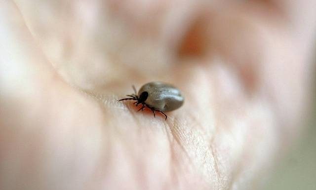 Kleszcze atakują! Ciepły luty sprawił, że te niebezpieczne pajęczaki już się uaktywniły