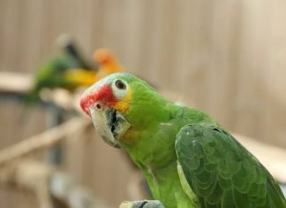 Kolejna choroba atakuje Europę. Na papuzicę zmarło już 5 osób