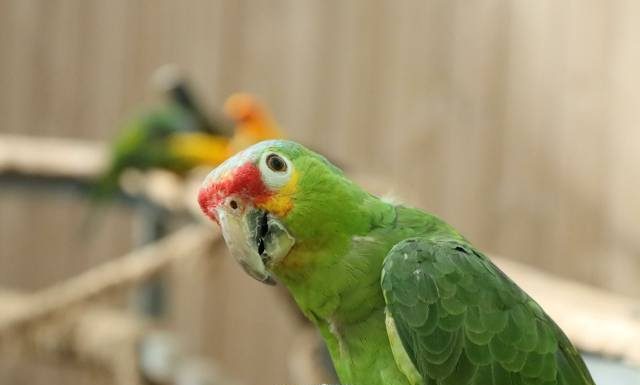 Kolejna choroba atakuje Europę. Na papuzicę zmarło już 5 osób