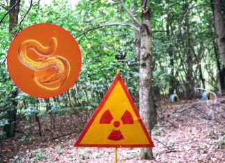 Robaki z Czarnobyla są odporne na promieniowanie? Niezwykłe odkrycie naukowców