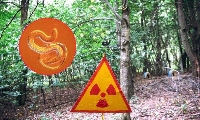 Robaki z Czarnobyla są odporne na promieniowanie? Niezwykłe odkrycie naukowców