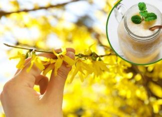 Te pierwsze wiosenne kwiaty wzmocnią odporność i poprawią krążenie. Przygotujesz z nich pyszny koktajl i aromatyczny napar. Co wybierzesz?