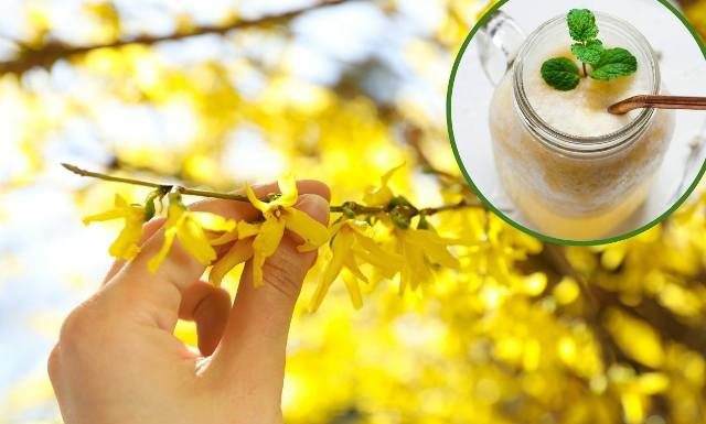 Te pierwsze wiosenne kwiaty wzmocnią odporność i poprawią krążenie. Przygotujesz z nich pyszny koktajl i aromatyczny napar. Co wybierzesz?