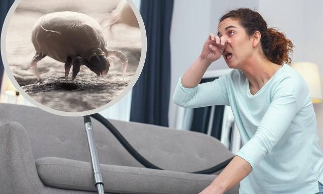 Ukryty wróg alergików. Czai się w kurzu i pościeli. Te objawy uczulenia na roztocza ma wiele osób, nie znając prawdziwej przyczyny