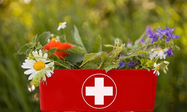 Ziołowa apteczka pierwszej pomocy. Te rośliny pomogą złagodzić ból zęba, brzucha i gardła. Jakie zioła pić przy bólu zatok i głowy?