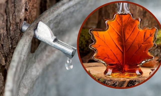 Wiosenna regeneracja po zimie. Poprawia odporność i odmładza. Zbierzesz go właśnie teraz. Sok z klonu jest smaczniejszy niż z brzozy