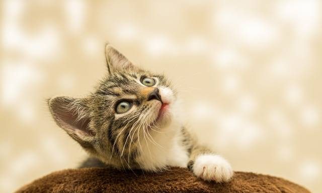 Kot wpadł do kadzi z toksycznymi chemikaliami i uciekł. Miasto w stanie pogotowia