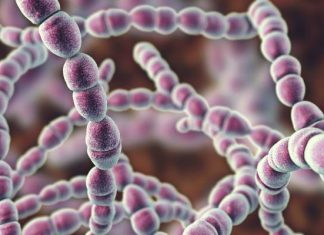 Śmiercionośna bakteria w natarciu. Rekordowa liczba zakażeń, a może ich być jeszcze więcej. Czym jest STSS?