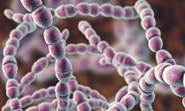 Śmiercionośna bakteria w natarciu. Rekordowa liczba zakażeń, a może ich być jeszcze więcej. Czym jest STSS?