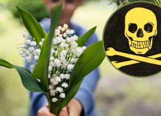 Leczą, ale mogą też zabić. Łagodzą wiele dolegliwości, ale źle zastosowane spowodują śmierć. Oto najbardziej trujące rośliny lecznicze