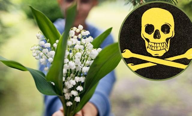 Leczą, ale mogą też zabić. Łagodzą wiele dolegliwości, ale źle zastosowane spowodują śmierć. Oto najbardziej trujące rośliny lecznicze