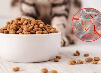 Groźna bakteria w karmie dla kota! Producent wycofuje produkt i ostrzega przed chorobą, którą może wywołać koci pokarm