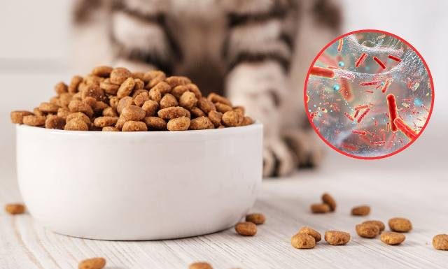 Groźna bakteria w karmie dla kota! Producent wycofuje produkt i ostrzega przed chorobą, którą może wywołać koci pokarm