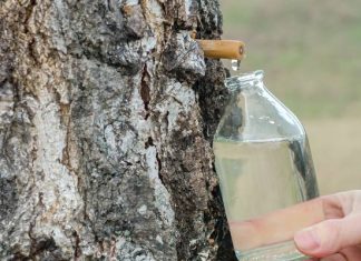 Pij dla energii i witalności. Oskoła to wiosenny eliksir prosto z drzew. Napój zwany też sokiem z brzozy najlepiej pić świeży, czyli teraz