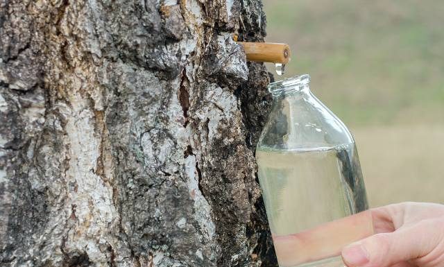 Pij dla energii i witalności. Oskoła to wiosenny eliksir prosto z drzew. Napój zwany też sokiem z brzozy najlepiej pić świeży, czyli teraz