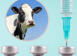 Insulina od krowy – tak może wyglądać przyszłość leczenia cukrzycy. Modyfikowane genetycznie zwierzę wytwarza hormon w swoim mleku