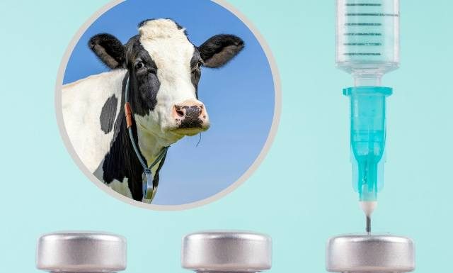 Insulina od krowy – tak może wyglądać przyszłość leczenia cukrzycy. Modyfikowane genetycznie zwierzę wytwarza hormon w swoim mleku