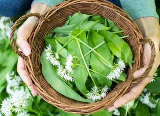 Czosnek cygański to wiosenny zastrzyk zdrowia. Jeśli zobaczysz go w lesie, nie zbieraj, tylko biegnij na targ. Warto zdążyć!