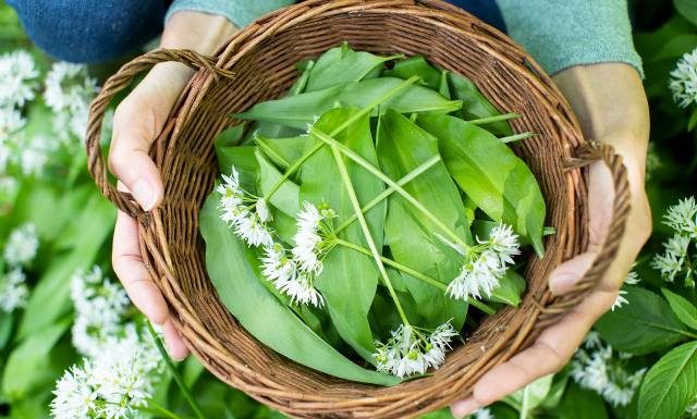 Czosnek cygański to wiosenny zastrzyk zdrowia. Jeśli zobaczysz go w lesie, nie zbieraj, tylko biegnij na targ. Warto zdążyć!