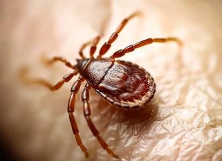 Tropikalne kleszcze-giganty w natarciu. Wkrótce dotrą do Polski. Mogą roznosić śmiertelne choroby. Jak się przed nimi chronić?