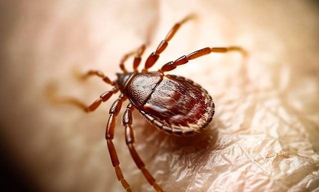Tropikalne kleszcze-giganty w natarciu. Wkrótce dotrą do Polski. Mogą roznosić śmiertelne choroby. Jak się przed nimi chronić?