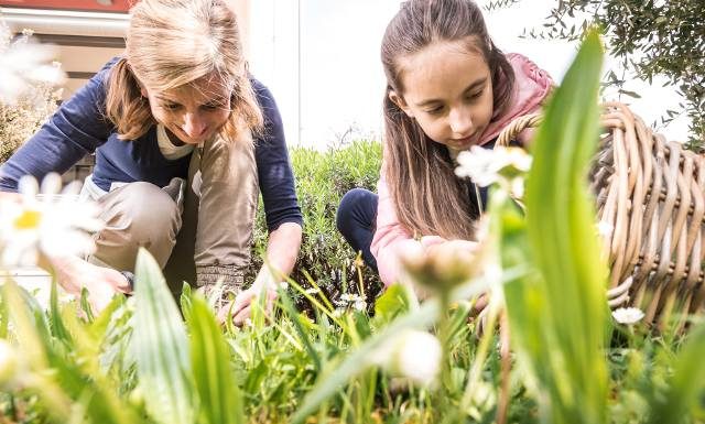 Wiosenne chwasty na talerzu. Te dzikie rośliny są smaczne i zdrowe, możesz jeść je nawet na surowo, żeby uzupełnić poziom witamin