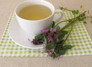 Ten leczniczy chwast rośnie właśnie na potęgę. Zamiast go tępić, wykorzystaj jego właściwości! Pomoże na ból głowy, niestrawność i wątrobę