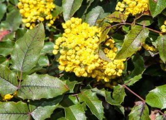 Masz ją w ogrodzie szczęściarzu? Mahonia pomoże na łuszczycę, obniży poziom cukru i cholesterolu. Wypróbuj przepis na nalewkę z mahonii