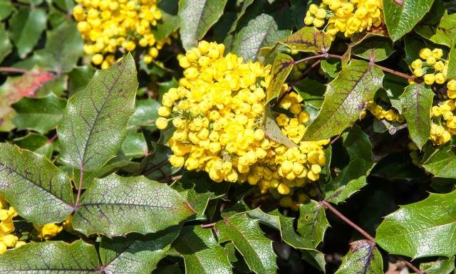 Masz ją w ogrodzie szczęściarzu? Mahonia pomoże na łuszczycę, obniży poziom cukru i cholesterolu. Wypróbuj przepis na nalewkę z mahonii