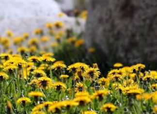 Kiedy zbierać mniszek lekarski? Jakie ma właściwości? Tym różni się od mlecza pospolitego. Oto prosty przepis na miód z mniszka