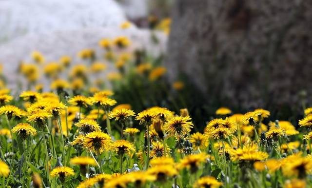 Kiedy zbierać mniszek lekarski? Jakie ma właściwości? Tym różni się od mlecza pospolitego. Oto prosty przepis na miód z mniszka