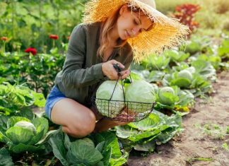 Co daje jedzenie kapusty? Jest co najmniej 5 powodów, dla których warto sięgnąć po kwaszoną i surową kapustę przez cały rok