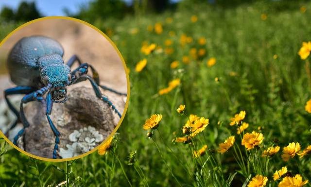 Nie drażnij tego chrząszcza! Oleica krówka wydziela truciznę. Może być śmiertelnie niebezpieczna dla ludzi