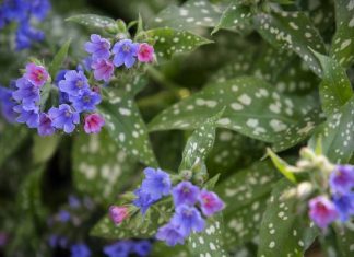 Teraz znajdziesz je w parku, lesie i ogrodzie. Ziele oczyści płuca i wygładzi zmarszczki. Stosuj na przeziębienie, kaszel i trądzik