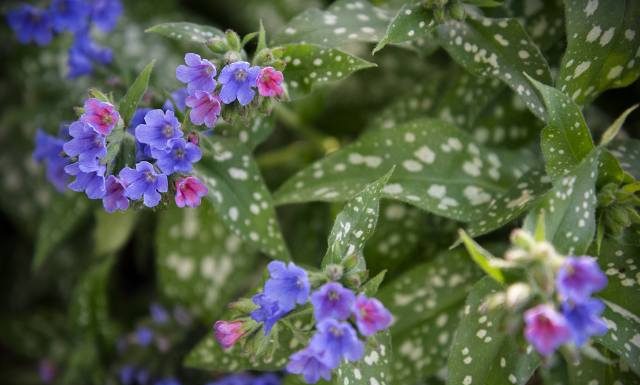 Teraz znajdziesz je w parku, lesie i ogrodzie. Ziele oczyści płuca i wygładzi zmarszczki. Stosuj na przeziębienie, kaszel i trądzik