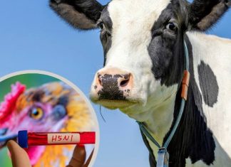 Ptasia grypa od krowy. To pierwszy taki przypadek na świecie. Wirus H1N1 może przenosić się między ssakami, zabija co drugiego chorego