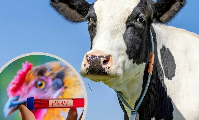 Ptasia grypa od krowy. To pierwszy taki przypadek na świecie. Wirus H1N1 może przenosić się między ssakami, zabija co drugiego chorego