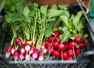 Rzodkiewka to wiosenne uzdrowienie dla ciała. Jedz, by schudnąć i wspomóc odtruwanie organizmu. To warzywo regeneruje wątrobę!