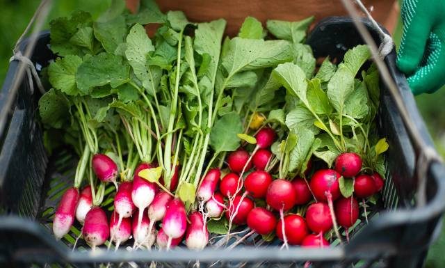 Rzodkiewka to wiosenne uzdrowienie dla ciała. Jedz, by schudnąć i wspomóc odtruwanie organizmu. To warzywo regeneruje wątrobę!