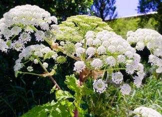 Anielskie ziele na trawienie, lepsze krążenie i stres. Na co jeszcze pomaga arcydzięgiel?