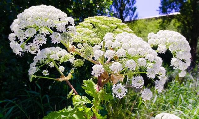 Anielskie ziele na trawienie, lepsze krążenie i stres. Na co jeszcze pomaga arcydzięgiel?
