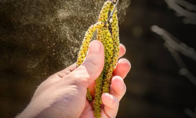 Co teraz pyli? Kalendarz pylenia na kwiecień 2024. Alergiku, miej się na baczności, bo czeka cię ciężki czas!