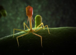 One mogą uratować ludzkość. Ekspertka: z pomocą bakteriofagów można wyeliminować bakterie Salmonelli i E. Coli