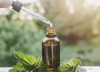 Pokrzywa na wątrobę i nie tylko. Zbieraj na lecznicze przetwory. Zobacz przepis na olej, sok i napar. Z korzenia zrobisz środek na prostatę