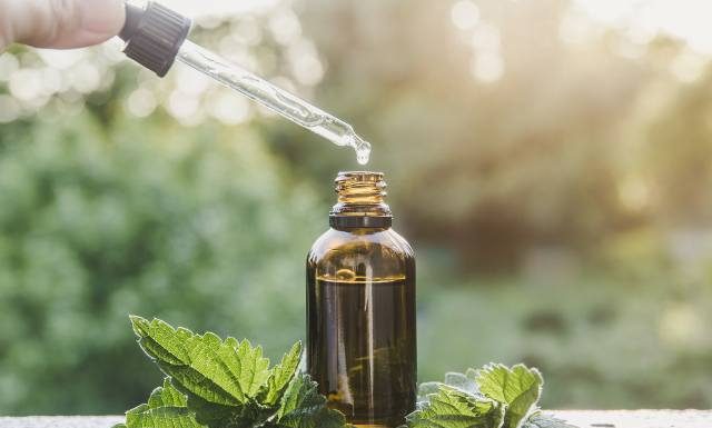 Pokrzywa na wątrobę i nie tylko. Zbieraj na lecznicze przetwory. Zobacz przepis na olej, sok i napar. Z korzenia zrobisz środek na prostatę