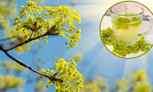 Właśnie zakwitł. Z jasnozielonych kwiatów zrób oczyszczającą i antybakteryjną herbatkę klonową. Wypróbuj przepis na napar z kwiatów klonu