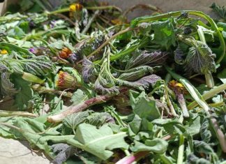 Te zioła zebrałam w weekend na Podlasiu. 5 chwastów, które warto zbierać wiosną. Przygotujesz z nich lecznicze napary, syropy i kosmetyki